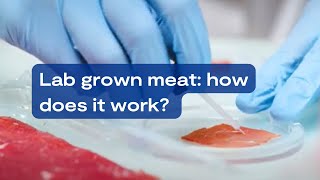 Lab grown meat: how does it work?