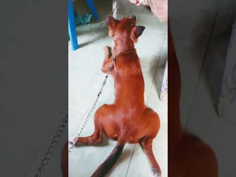 Anjing Lucu