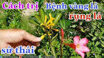 Nhận Biết Bệnh Vàng Lá, Rụng Lá Trên Sứ Thái Và Cách Trị Hiệu Quả