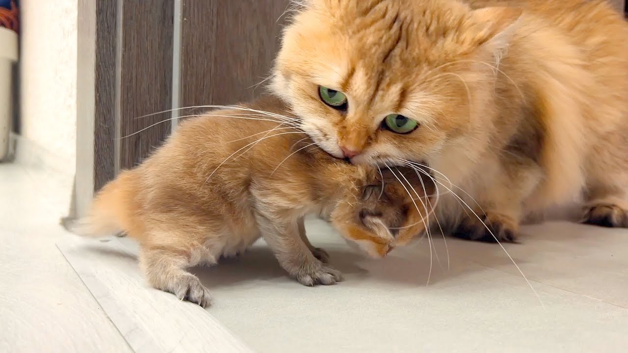 Cat mom Zlata brings kitten to daddy cat for help – Adorable cat family ...