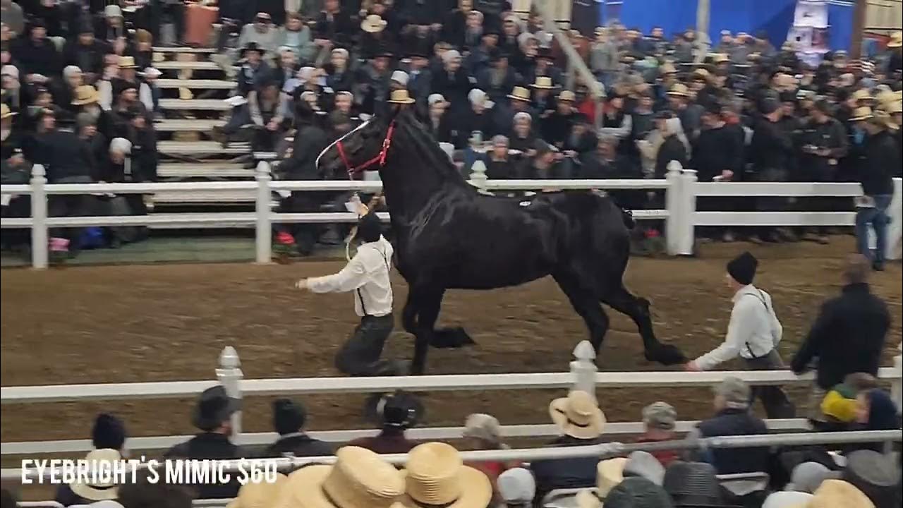 Trippcrest hitch mares sell at 2024 Gordyville Draft Horse Sale YouTube