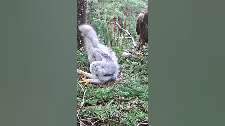 P#454- Review mother birds brings food to feed her babies in the nest, baby birds life #birdslover