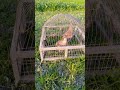 #teetarawaz #dakhni #vairalvideo #birds #bird #dakhni