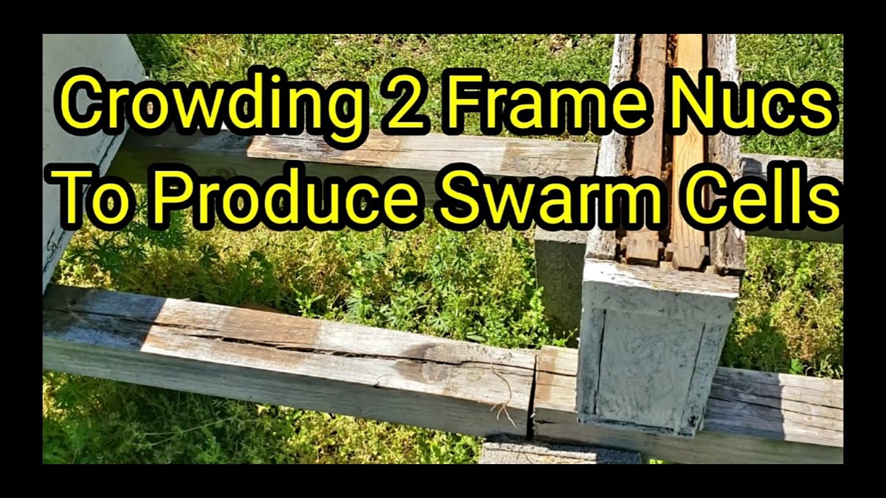 Crowding 2 Frame NucsTo Produce Swarm Cells