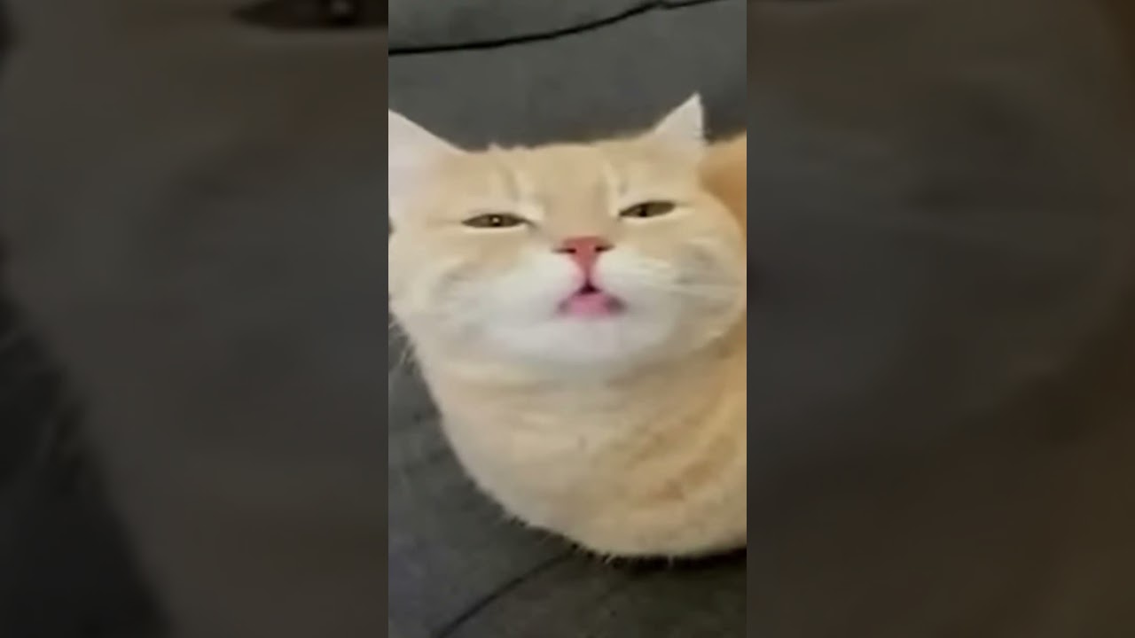 cat motivational quote