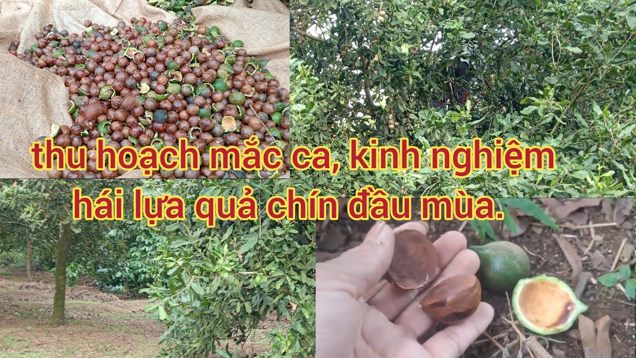 thu hoạch mắc ca, kinh nghiệm hái lựa quả chín đầu mùa (p41)