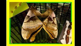 **Polyphemus Silk Moth Life Cycle Part (2)** | Giant Silk Moth | Its finally finished!!! WooooHoooo
