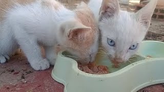 feedin kitty 🐈| hey lovely kitten Street adopted by world of stray meowing  546 views 7 months ago 5 minutes, 3 seconds