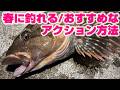 これを知ってないと釣れない！春のロックフィッシュ(アイナメ)の「正しいアクション方法」を解説！