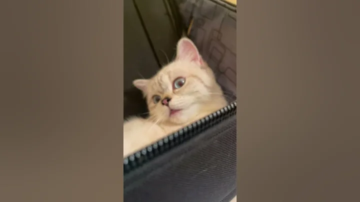 Video 4539531: tabby scottish, golden scottish, brown bengal, cute kitten