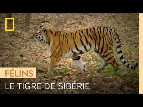 La force du tigre de Sibérie : être un prédateur silencieux