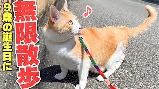 散歩が大好きな猫の誕生日にヘトヘトになるまで無限に散歩してみた結果…