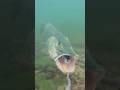 Watch the pike&#39;s speed as it attacks and spits out ! #pike #fishing #underwaterworld