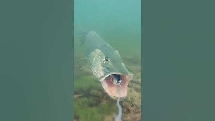 Watch the pike's speed as it attacks and spits out ! #pike #fishing #underwaterworld