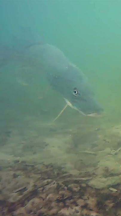 Watch the pike's speed as it attacks and spits out ! #pike #fishing #underwaterworld