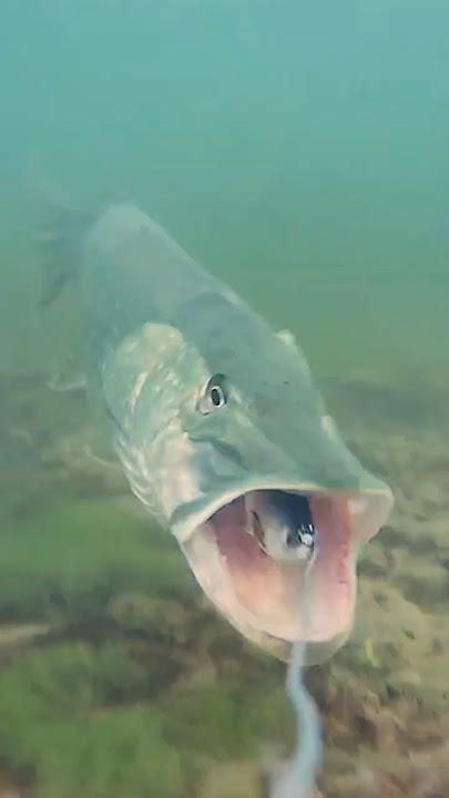 Watch the pike's speed as it attacks and spits out ! #pike #fishing #underwaterworld