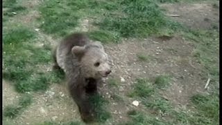 GRIZZLY BEAR CUB attacks WOLF PUP