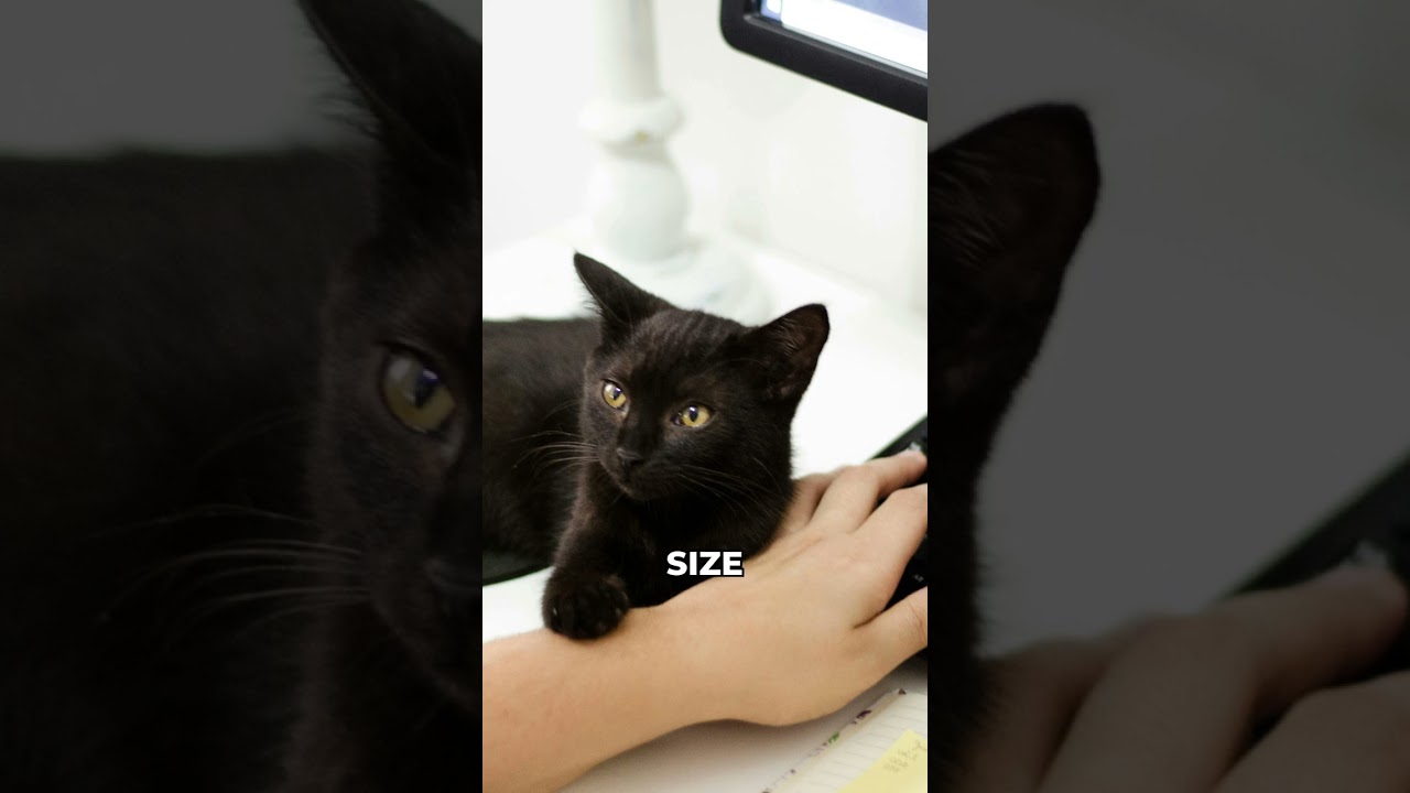 The Secret History of the Computer Mouse 