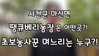 서천군 무농약블루베리 땡큐베리농장과 농사초보 며느리 소개영상