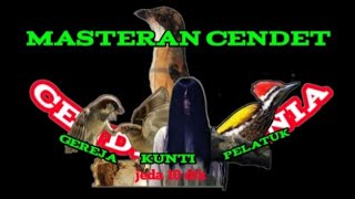 MASTERAN CENDET || Gereja kunti pelatuk bawang MIX