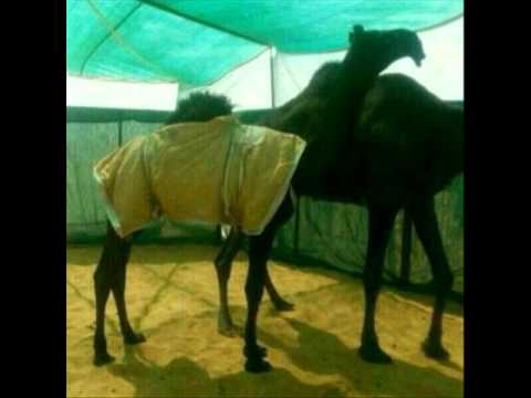 ياقبايل يام اداء محمد فراج اﻻكلبي