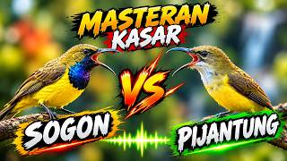 SOGON VS PIJANTUNG | MASTERAN KASAR 🔥 MASTERAN MURAI BATU