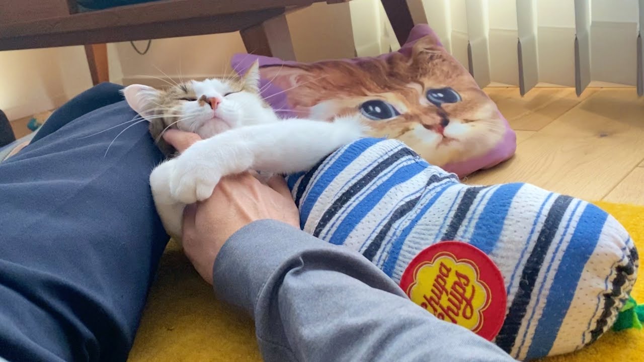 Mommy's back after two weeks! How did the cats react