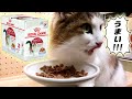 ロイヤルカナンのウェットフード(インスティンクティブ グレービー)を猫に与えてみた - 咀嚼音/ASMR/音フェチ/猫 食べる音