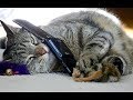 Cute Dogs and Cats Doing Funny Things 2018