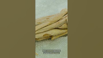 👉 “Uploading Your Brain to a Computer – Is It Possible?”