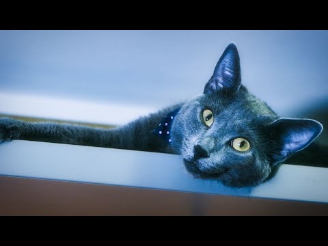 Video: Pasmine Mačaka: Ruska Plava