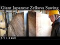 【製材】欅keyaki　巨木　推定樹齢200年  Giant Japanese Zelkova Sawing