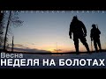 Неделя на болотах Архангельской области / One week in the swamps of the north of Russia