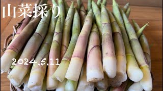 【山菜採り】根曲り竹最盛期ウド