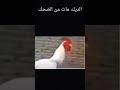 البيض ما يديك Comedy