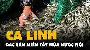 Về miền Tây mùa nước nổi thưởng thức đặc sản cá linh