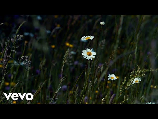 Jon Foreman - Stay Wild, Wildflower (Official Visualizer) class=