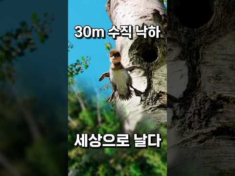 비오리 세상밖으로  #다큐멘터리 #생존 #생존 thumbnail