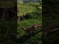 2 Tenontosaurus' Clap 2 Carnotosaurus'