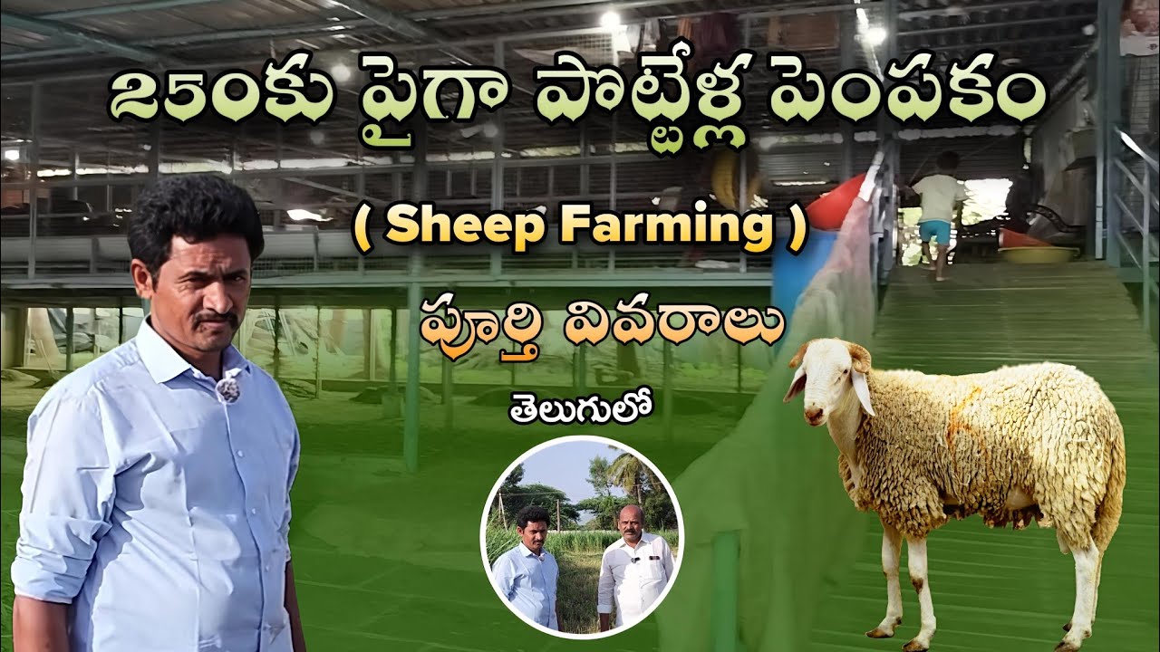 250 కు పైగా పొట్టేల పెంపకం | sheep Farming | 9866497179 |  Raja Reddy Bommkka