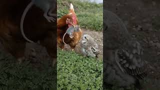 The Chickens Feed The Mice To The Owls