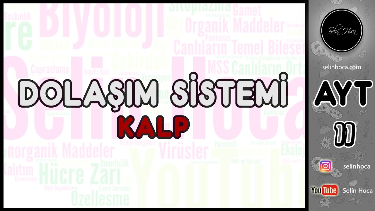 19) Dolaşım Sistemi - Kalp