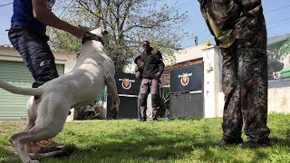 Mix de Chiens / sociable /agressif / obéissant / protecteur