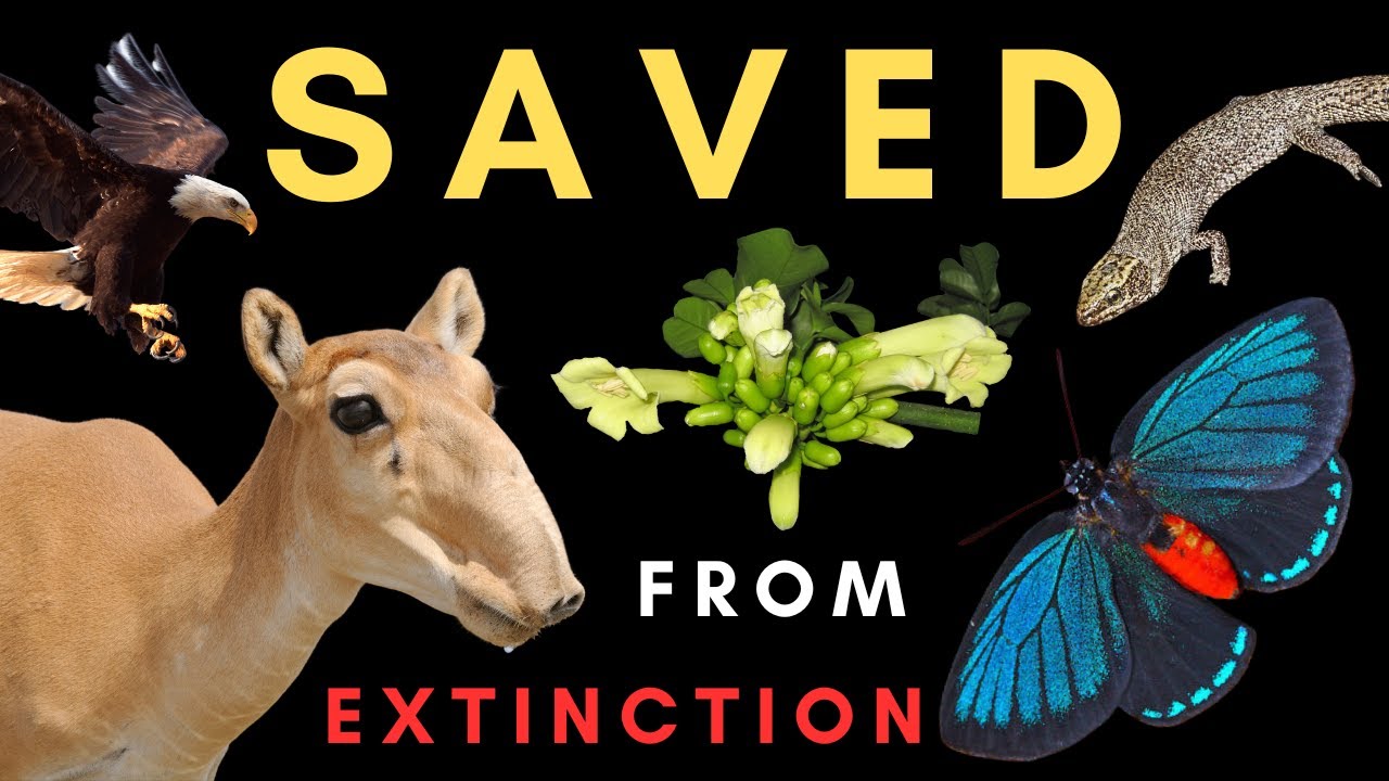 Conservation SUCCESS   How 5 species were brought back from near EXTINCTION