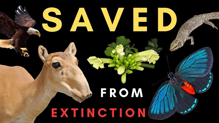 Conservation SUCCESS! - How 5 species were brought back from near EXTINCTION - DayDayNews
