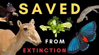 Conservation SUCCESS!  How 5 species were brought back from near EXTINCTION