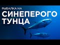 Рыбалка на синеперого тунца в Средиземном море