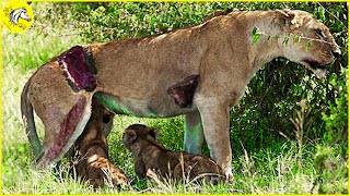 Injured Lions When Hunting Continuously Live In Pain, Can It Survive? | Wild Animals