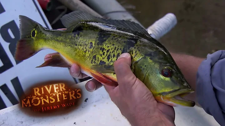 Removing Florida's Non-Native River Residents | River Monsters