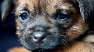 Fünf Wochen alte Border Terrier